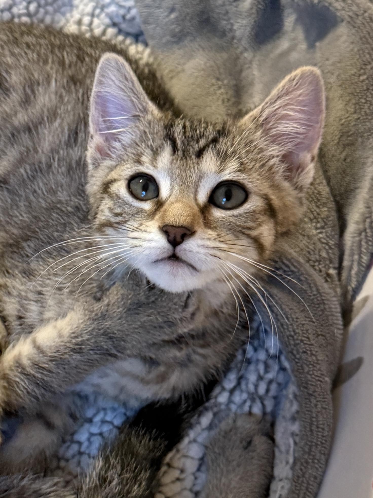 Lucky Charms - Clover, a Adoptable Domestic Short Hair in Leesburg, VA image 2/6