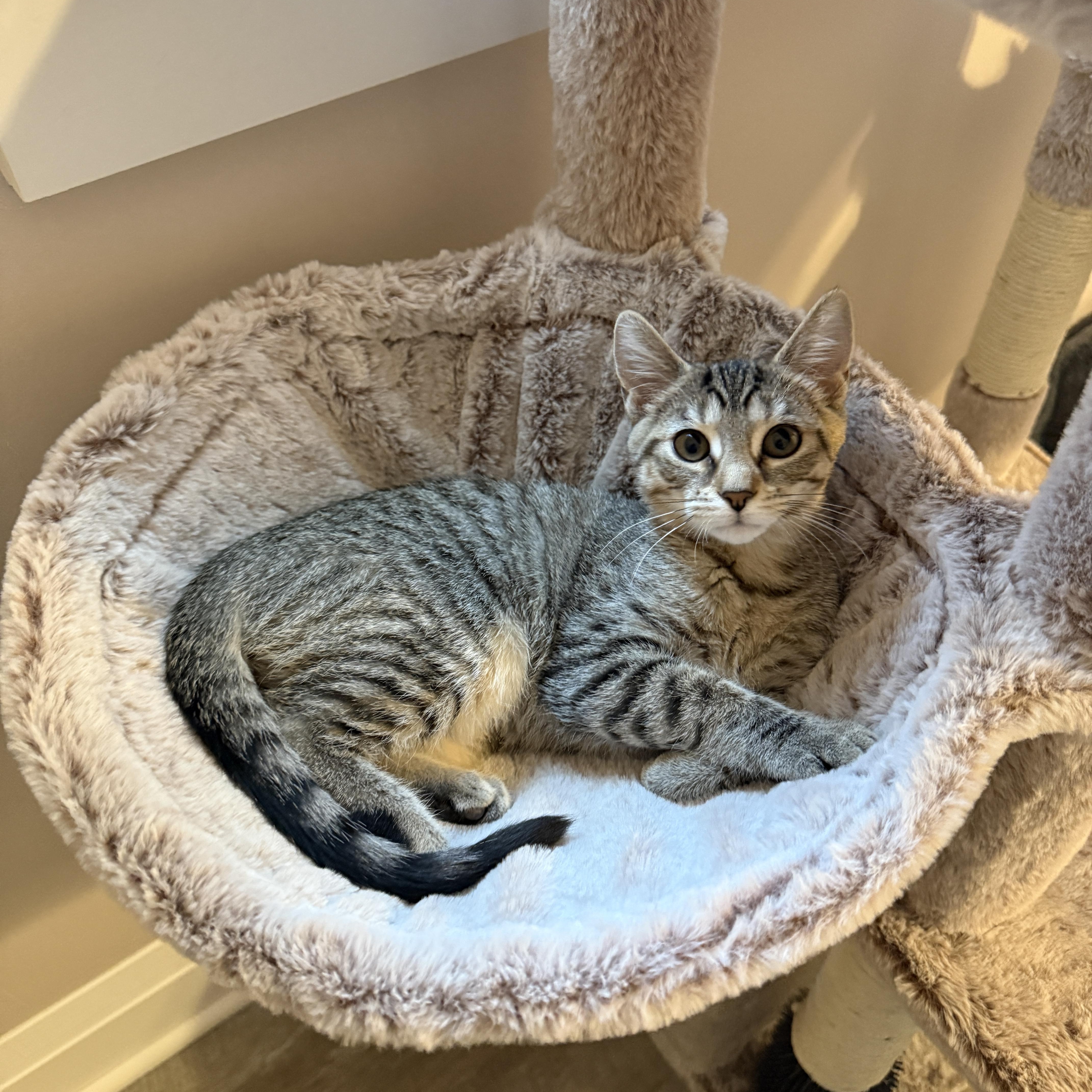 Lucky Charms - Clover, Adoptable, Kitten Female Domestic Short Hair.
