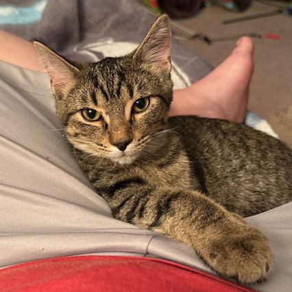 Enlarge Sandy, a Adoptable mixed breed in Harrisburg, PA image 1/6