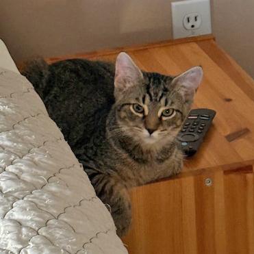 Enlarge Sandy, a Adoptable mixed breed in Harrisburg, PA image 3/6