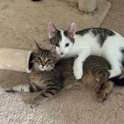 Enlarge Sandy, a Adoptable mixed breed in Harrisburg, PA image 4/6