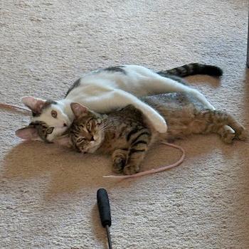 Enlarge Sandy, a Adoptable mixed breed in Harrisburg, PA image 6/6