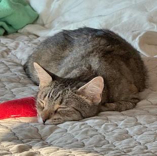 Enlarge Sandy, a Adoptable mixed breed in Harrisburg, PA image 5/6