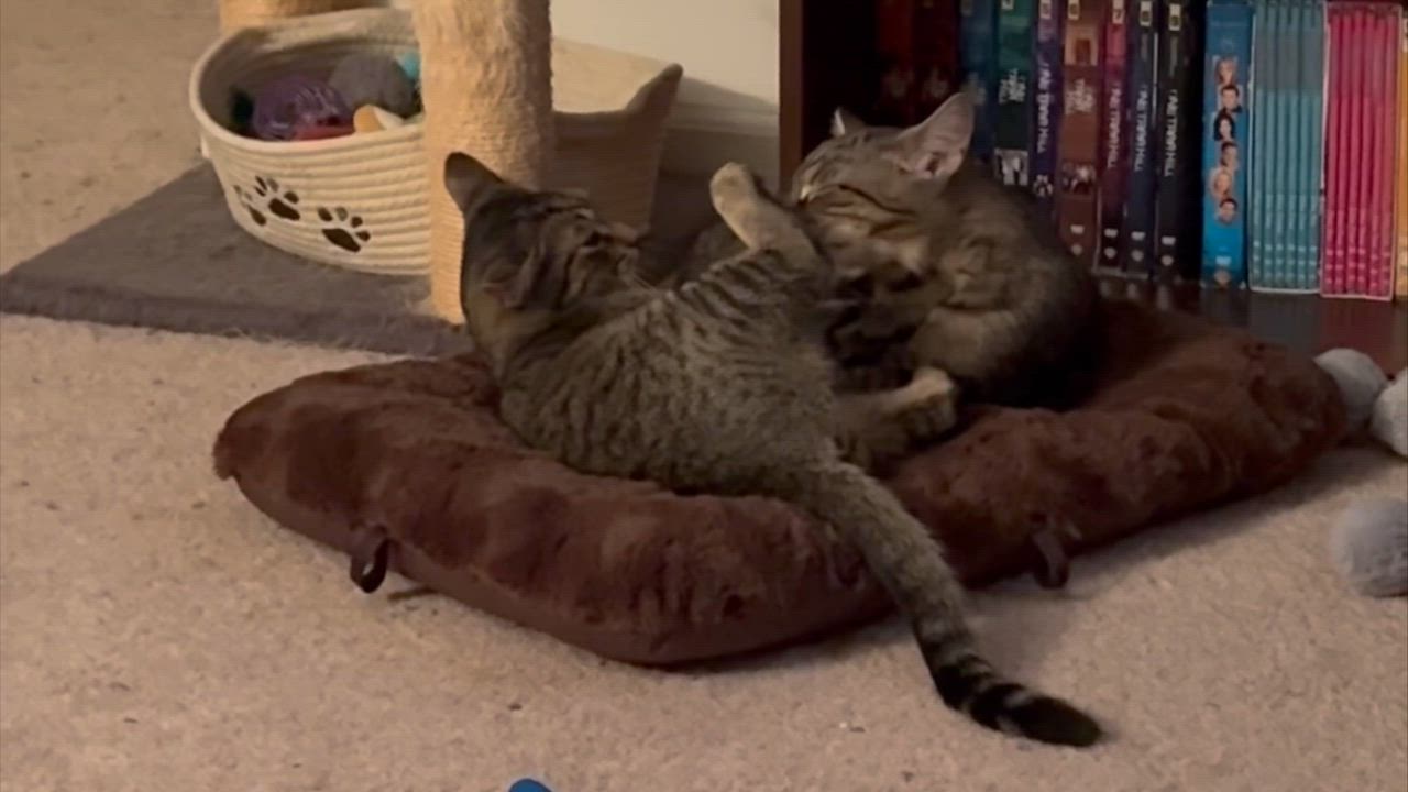 Enlarge Sandy, a Adoptable mixed breed in Harrisburg, PA video 2/6