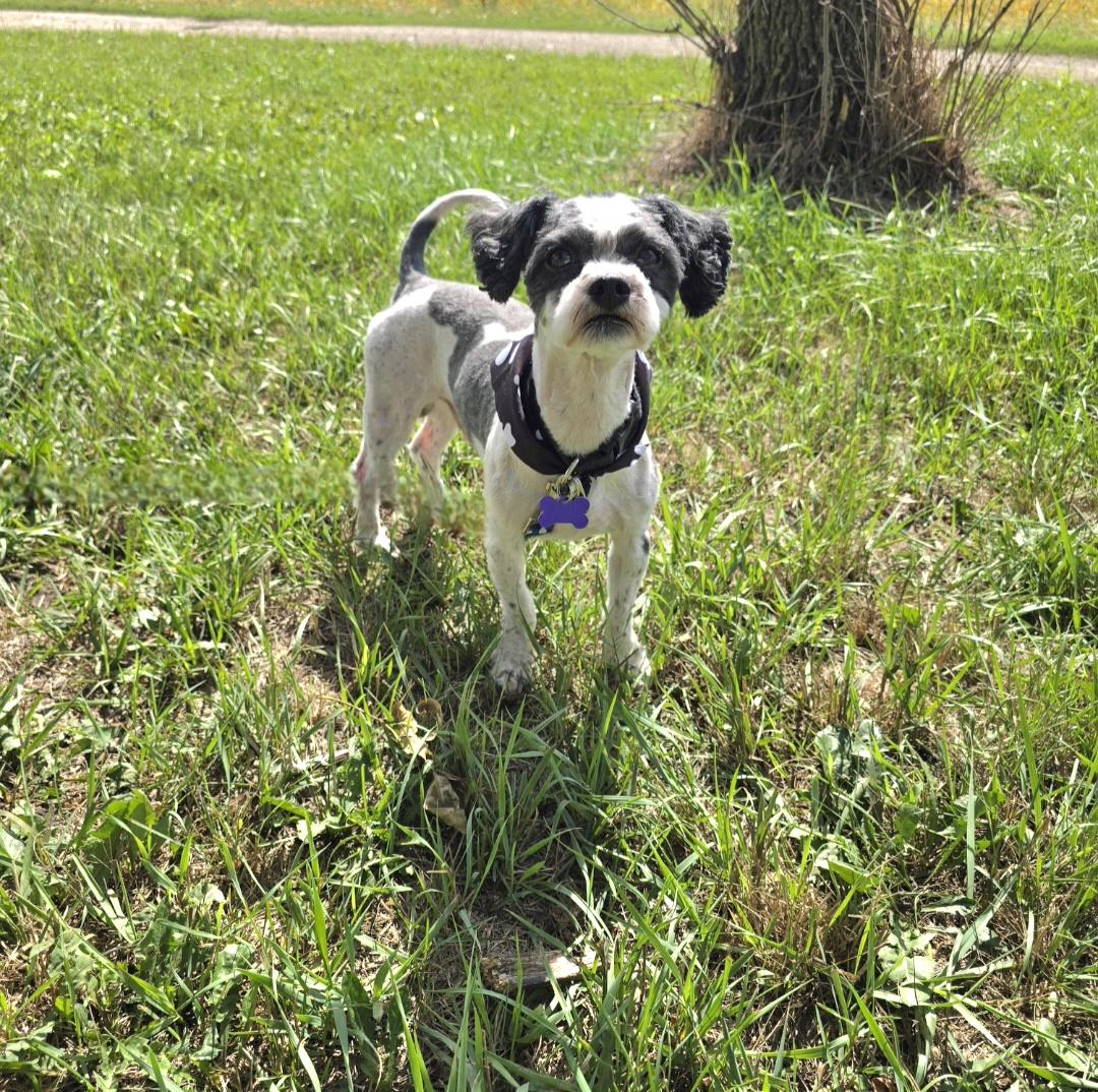Jango, Adoptable, Adult Male Shih Tzu.
