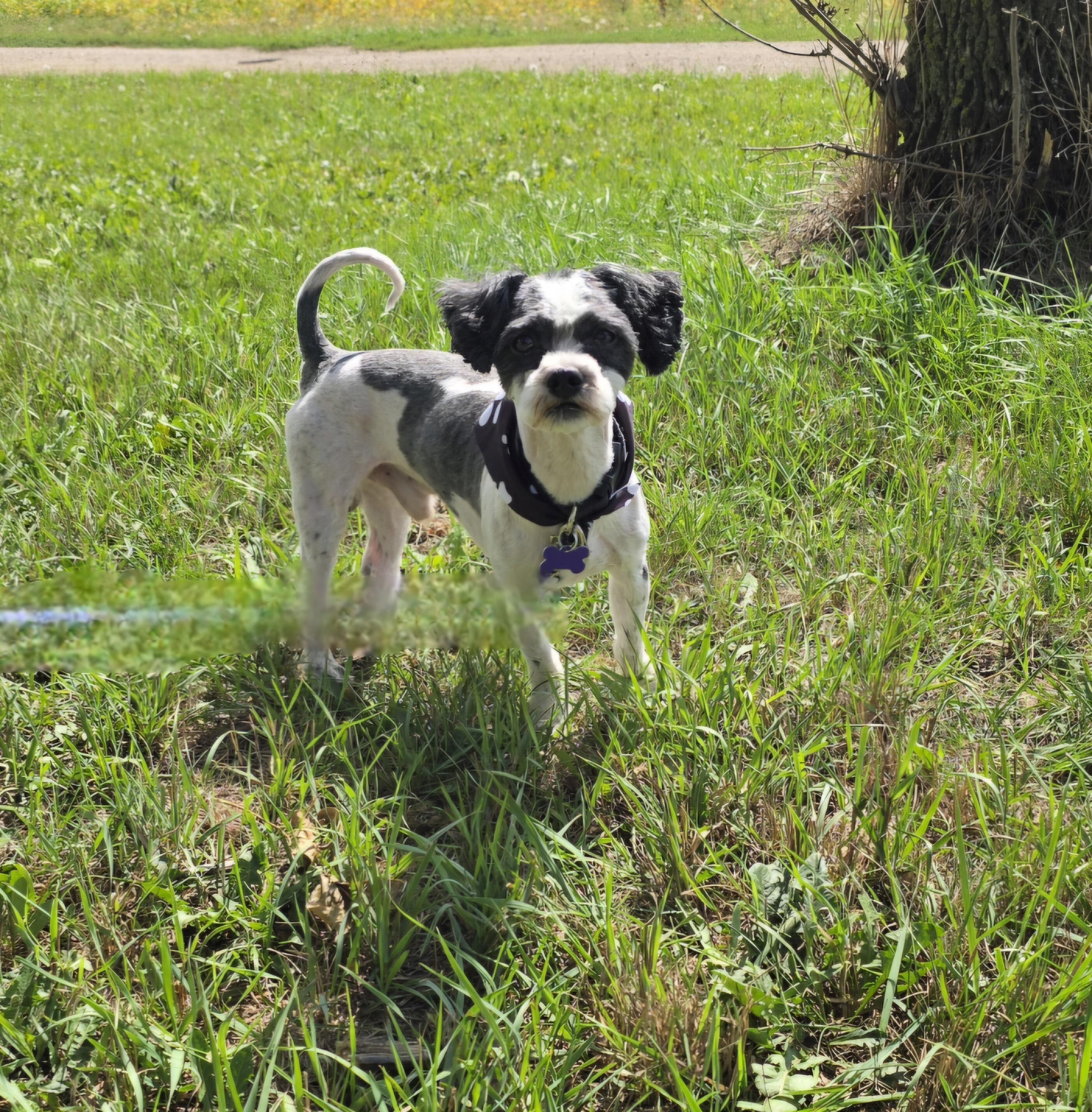 Enlarge Jango, a Adoptable mixed breed in Jamestown, ND image 3/6