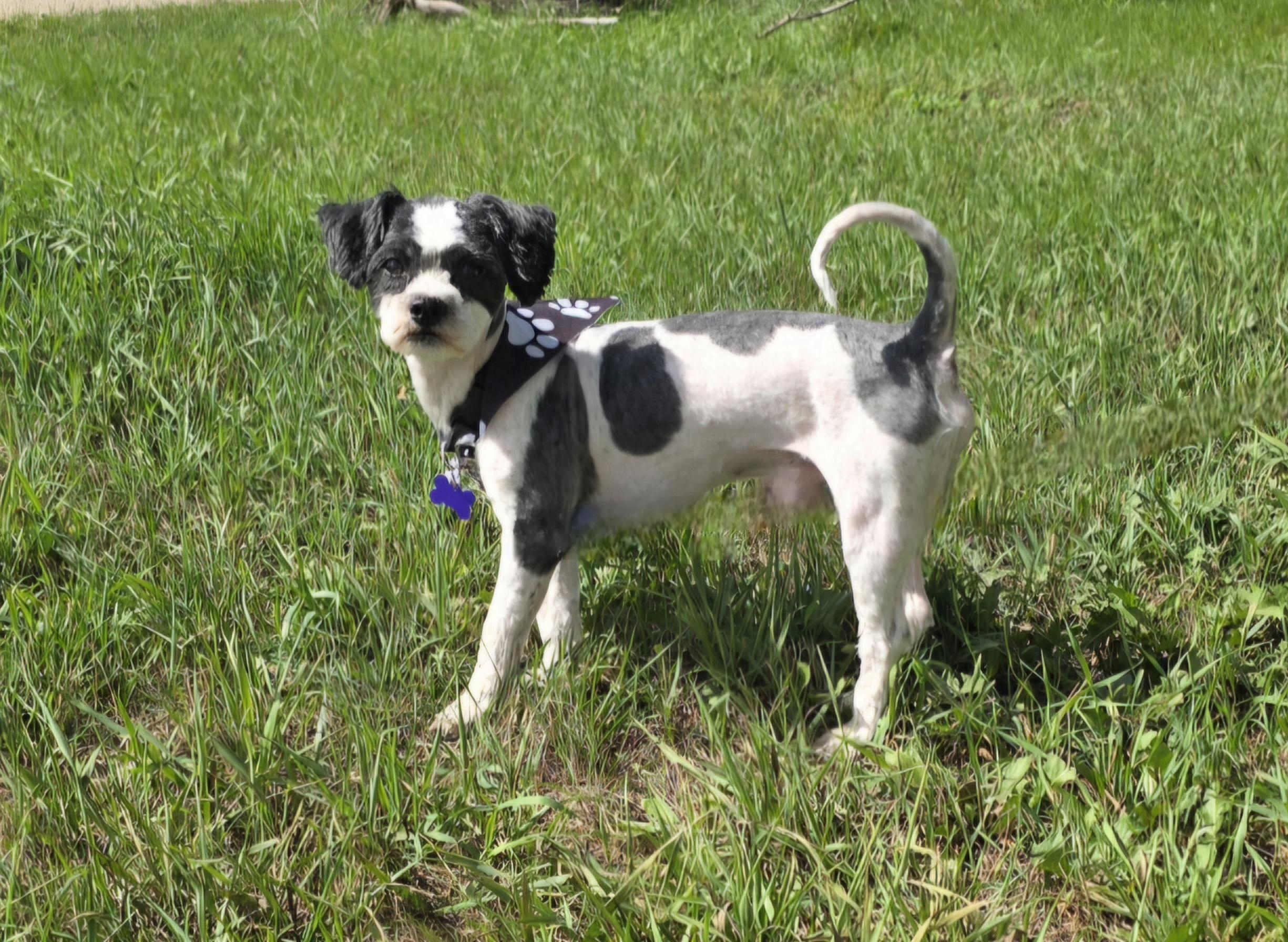 Enlarge Jango, a Adoptable mixed breed in Jamestown, ND image 2/6