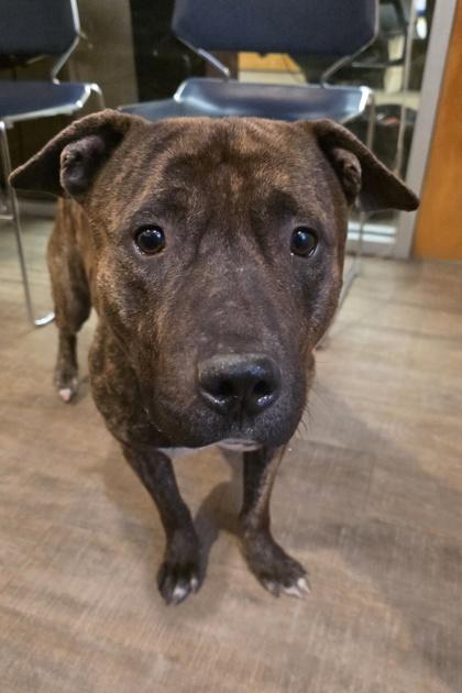 Abu, Adoptable, Adult Male Terrier & Mixed Breed.