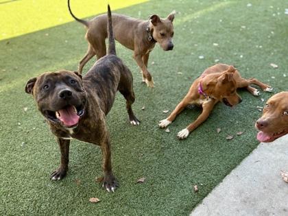 Enlarge Abu, a Adoptable mixed breed in Gainesville, FL image 1/3