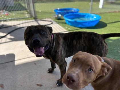 Enlarge Abu, a Adoptable mixed breed in Gainesville, FL image 2/3