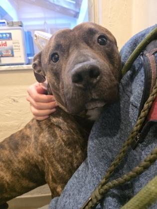 Abu, a Adoptable mixed breed in Gainesville, FL image 2/2