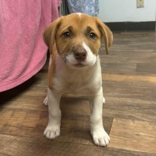 Enlarge Patsy, a Adoptable mixed breed in Owosso, MI image 1/2