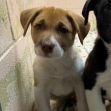 Enlarge Patsy, a Adoptable mixed breed in Owosso, MI image 2/2