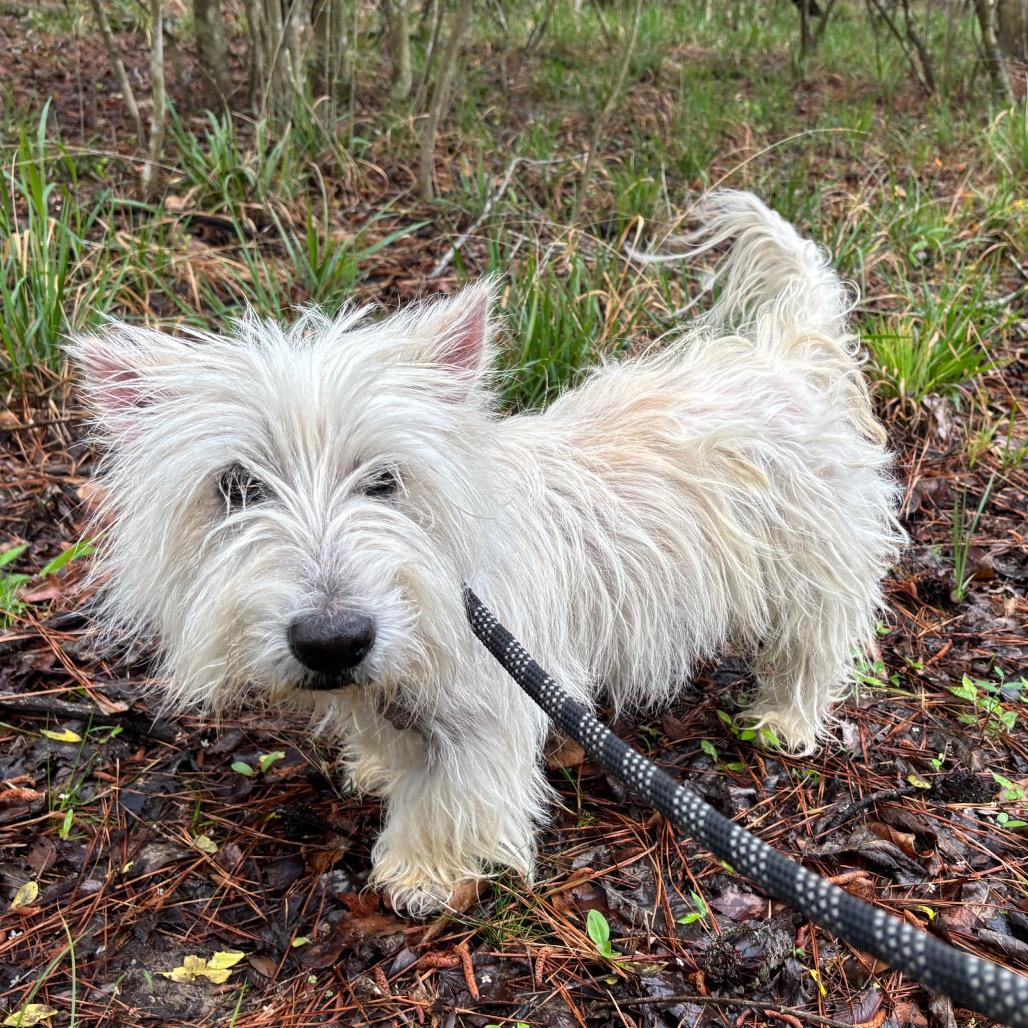 Robinson, a Adoptable Scottish Terrier in Spring, TX image 2/2
