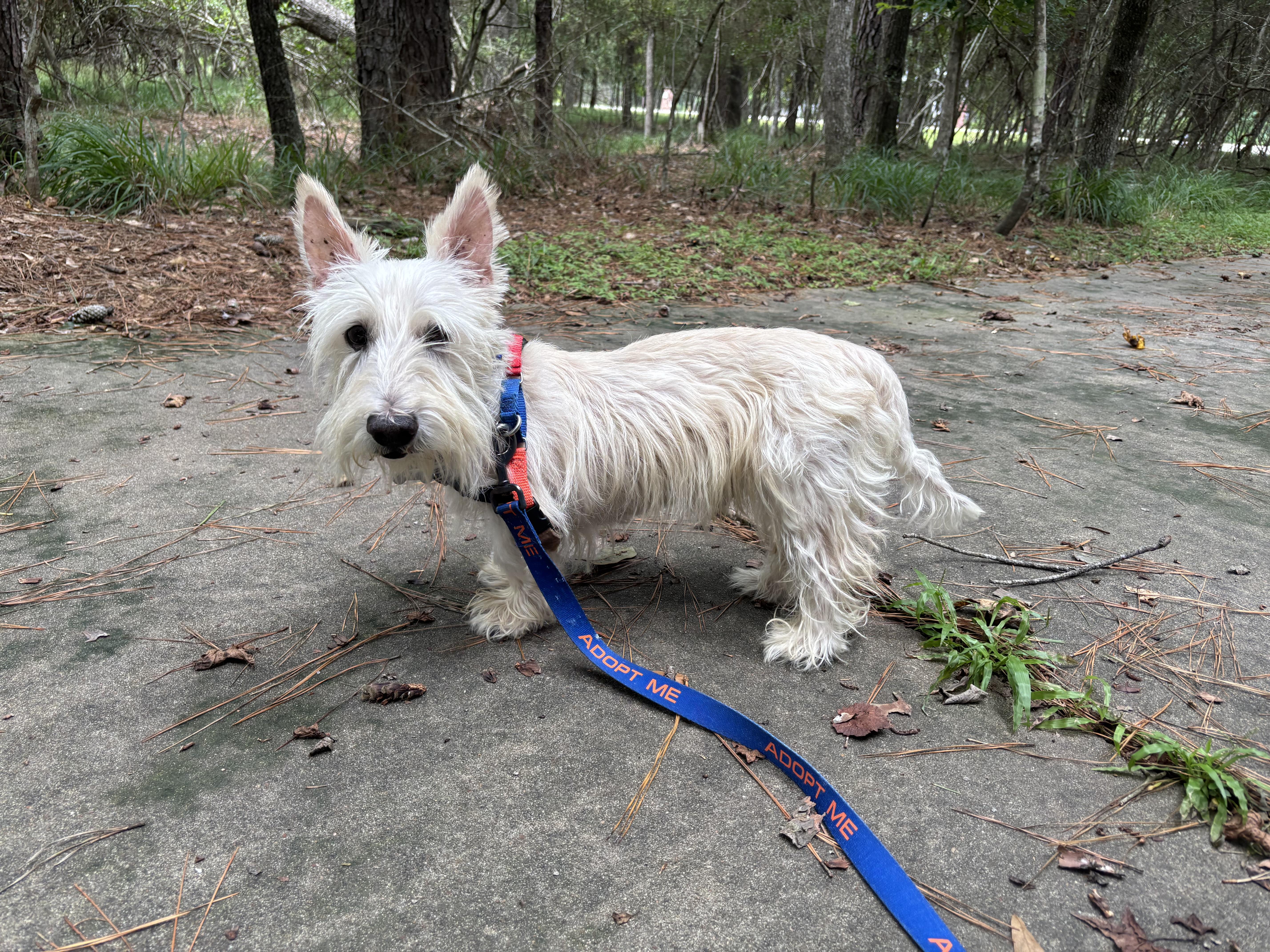 Robinson, Adult Male Scottish Terrier