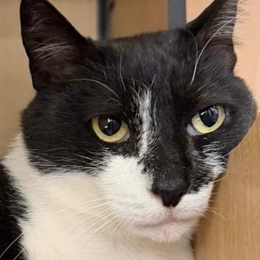 Freya, Adoptable, Adult Female Domestic Short Hair.