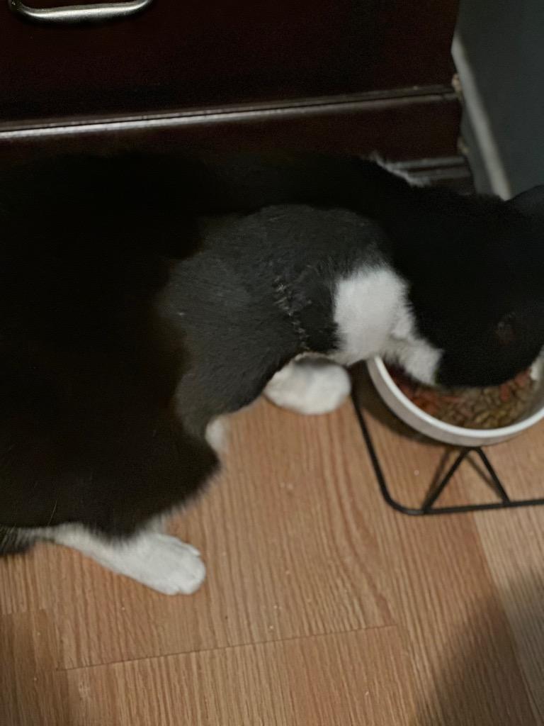 Enlarge Freya, a Adoptable mixed breed in New York, NY image 2/6