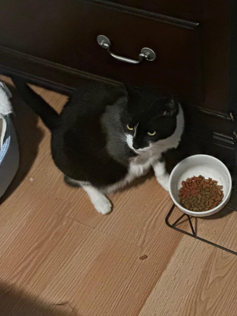 Enlarge Freya, a Adoptable mixed breed in New York, NY image 3/6