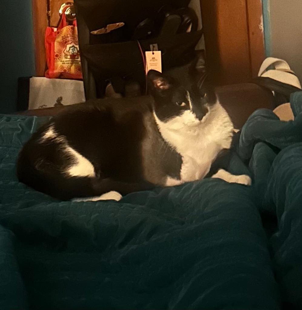 Enlarge Freya, a Adoptable mixed breed in New York, NY image 4/6