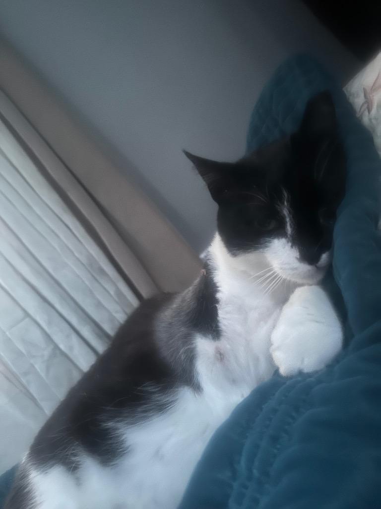 Enlarge Freya, a Adoptable mixed breed in New York, NY image 5/6