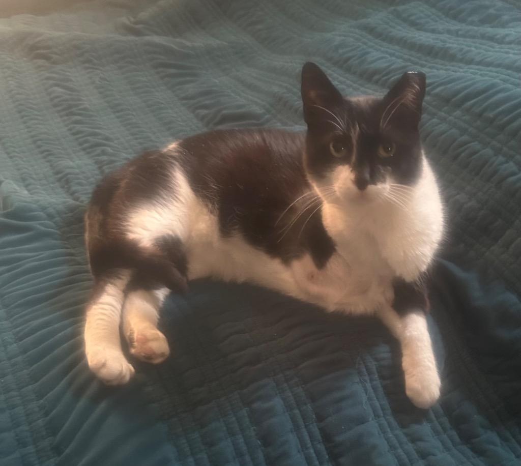 Enlarge Freya, a Adoptable mixed breed in New York, NY image 6/6