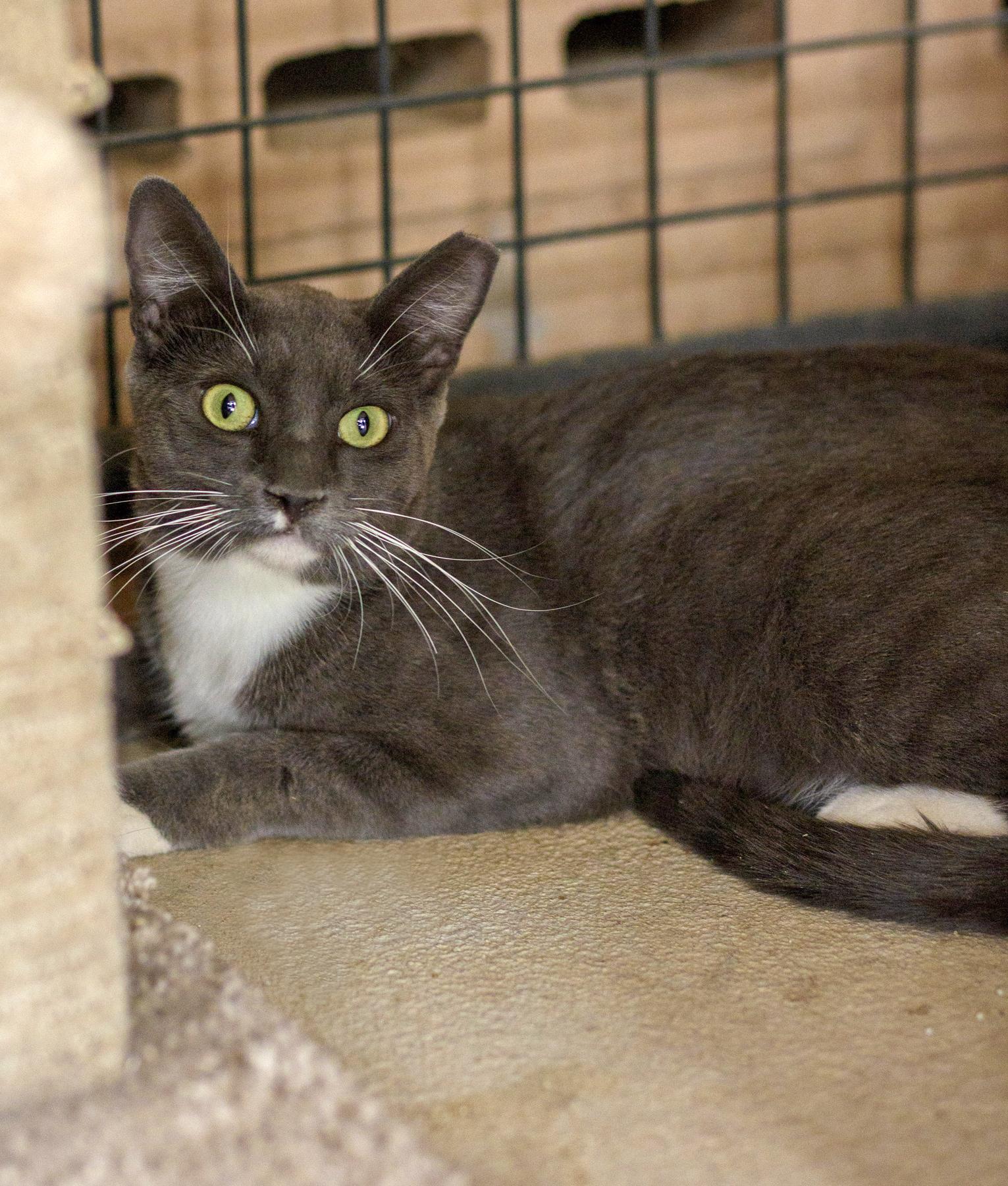 Bloo, Adoptable, Adult Male Domestic Short Hair.