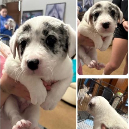 Jason, a Adoptable mixed breed in New Lenox, IL image 2/2