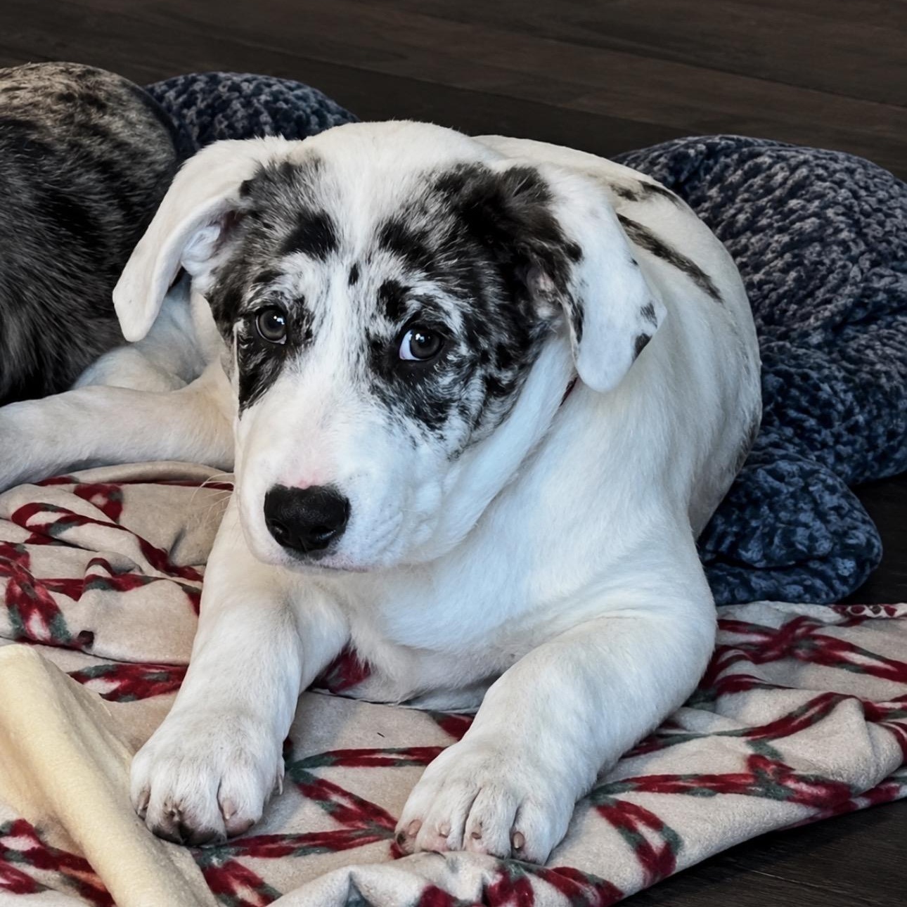Jason, Adoptable, Puppy Male Catahoula Leopard Dog.