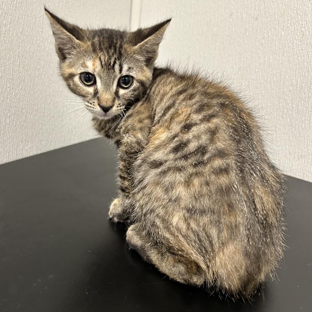 Gertie, Adoptable, Kitten Female Domestic Short Hair.