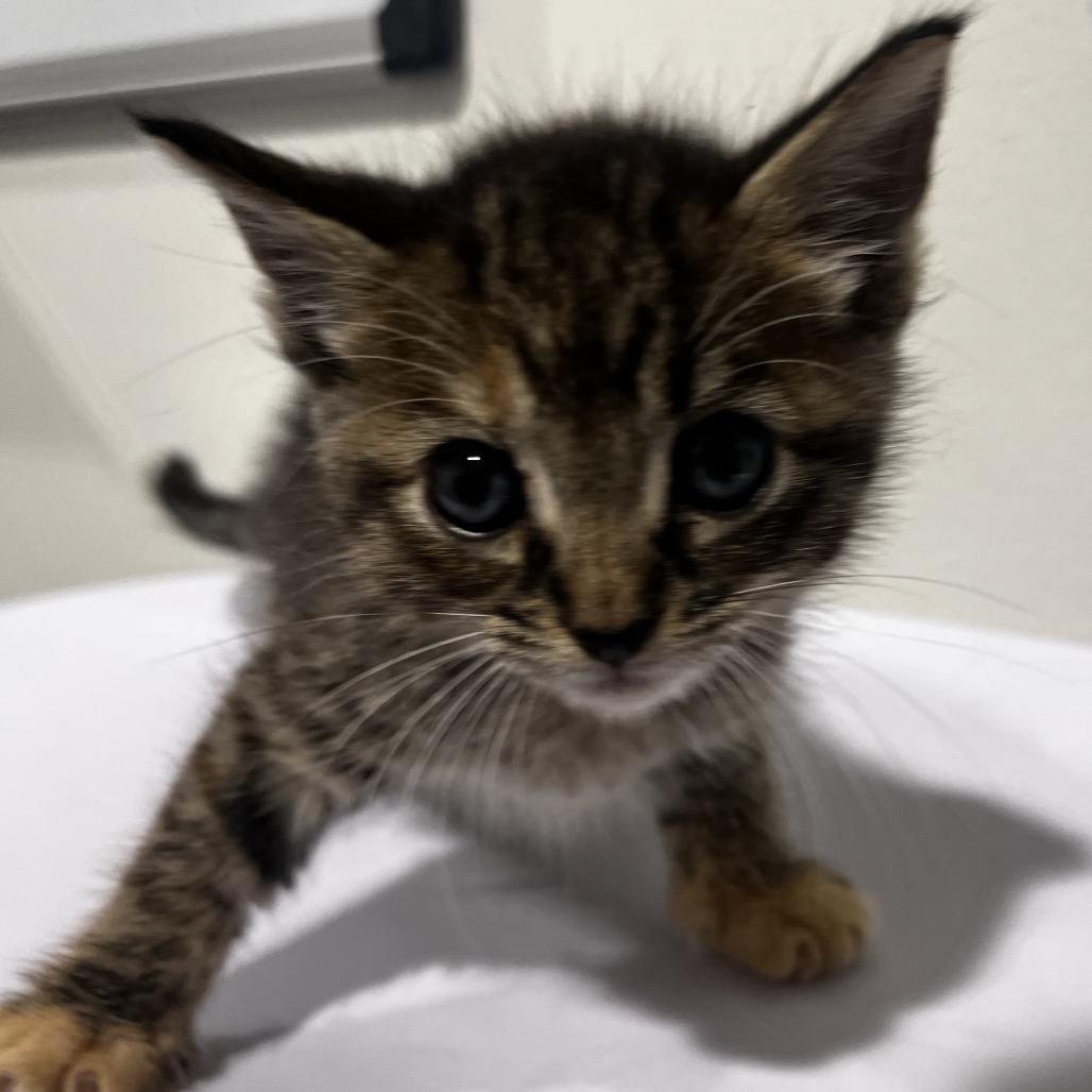 Enlarge Gertie, a Adoptable Domestic Short Hair in Palm Springs, CA image 2/2