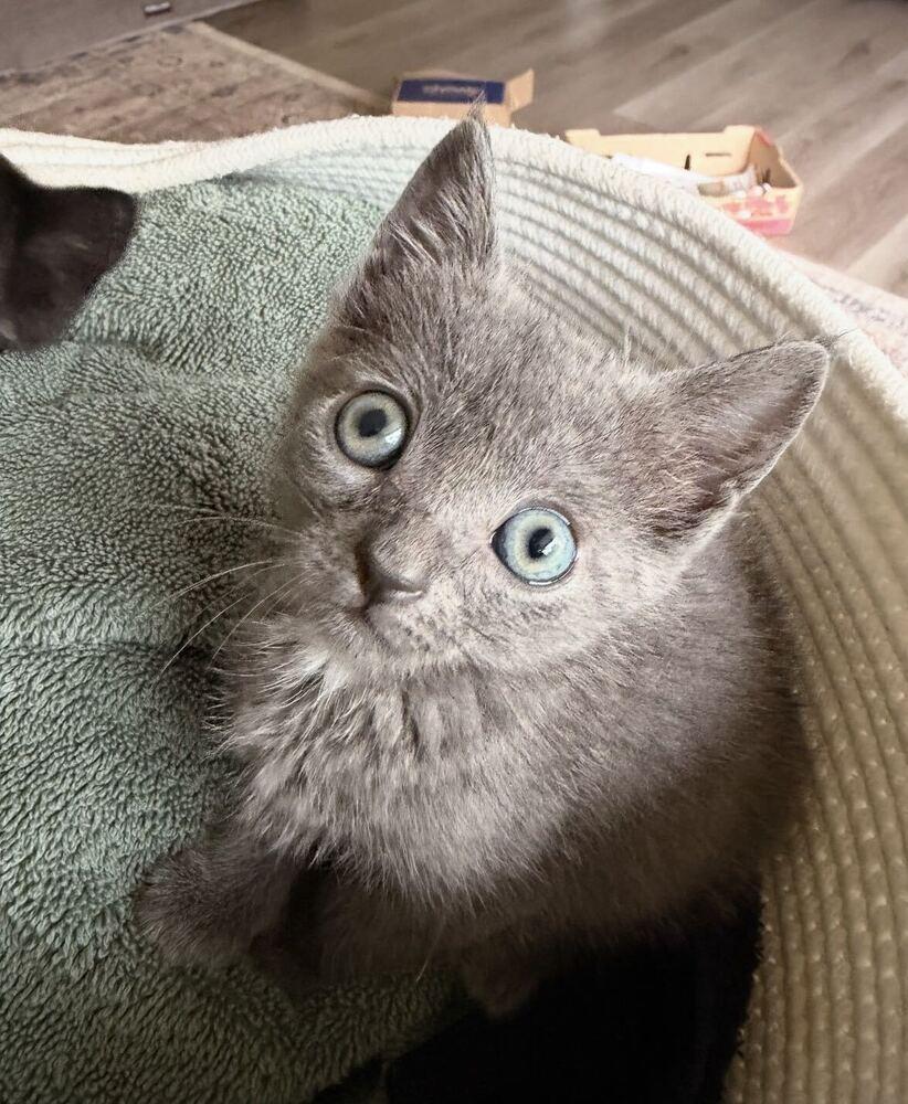 Rue, Adopted, Kitten Female Russian Blue.