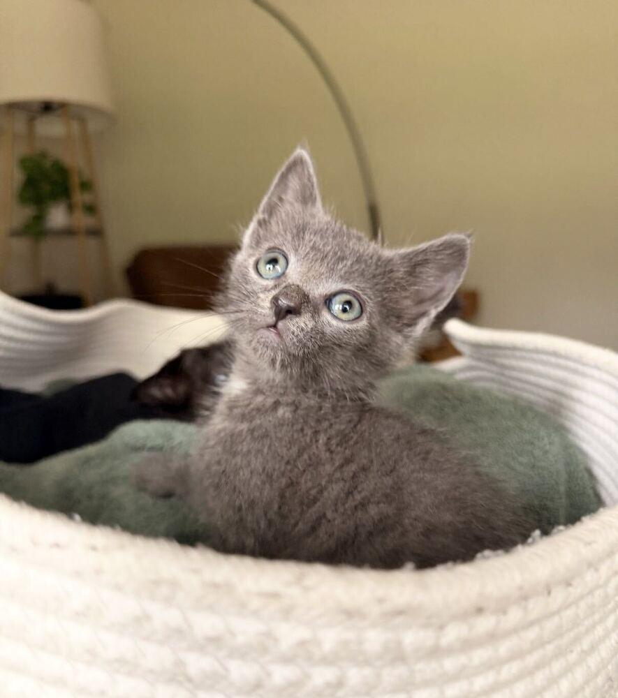 Enlarge Rue, a Adopted mixed breed in Concord, NC image 2/3