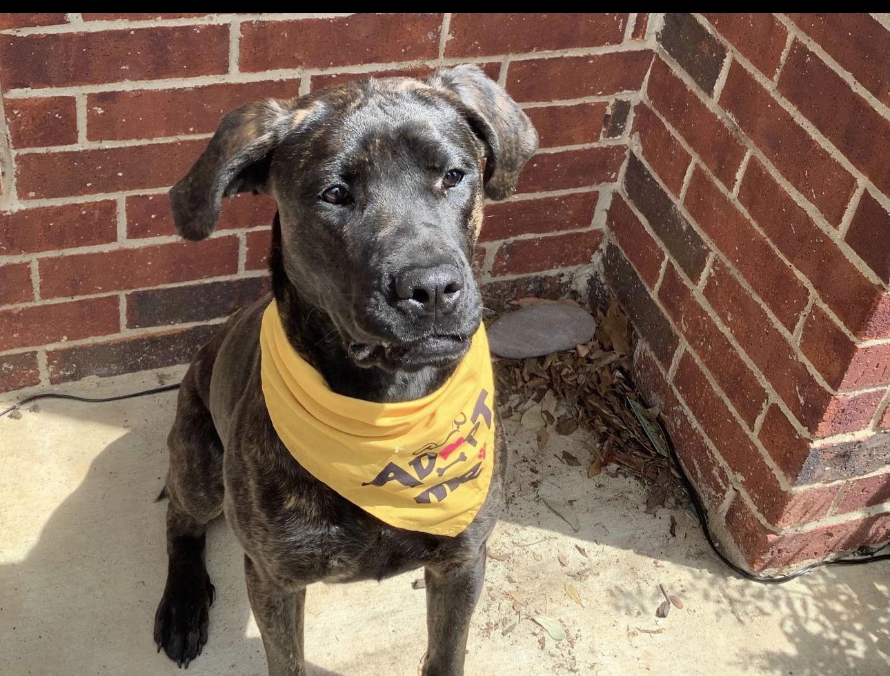 Phoenix, a Adoptable Cane Corso in Euless, TX image 1/3