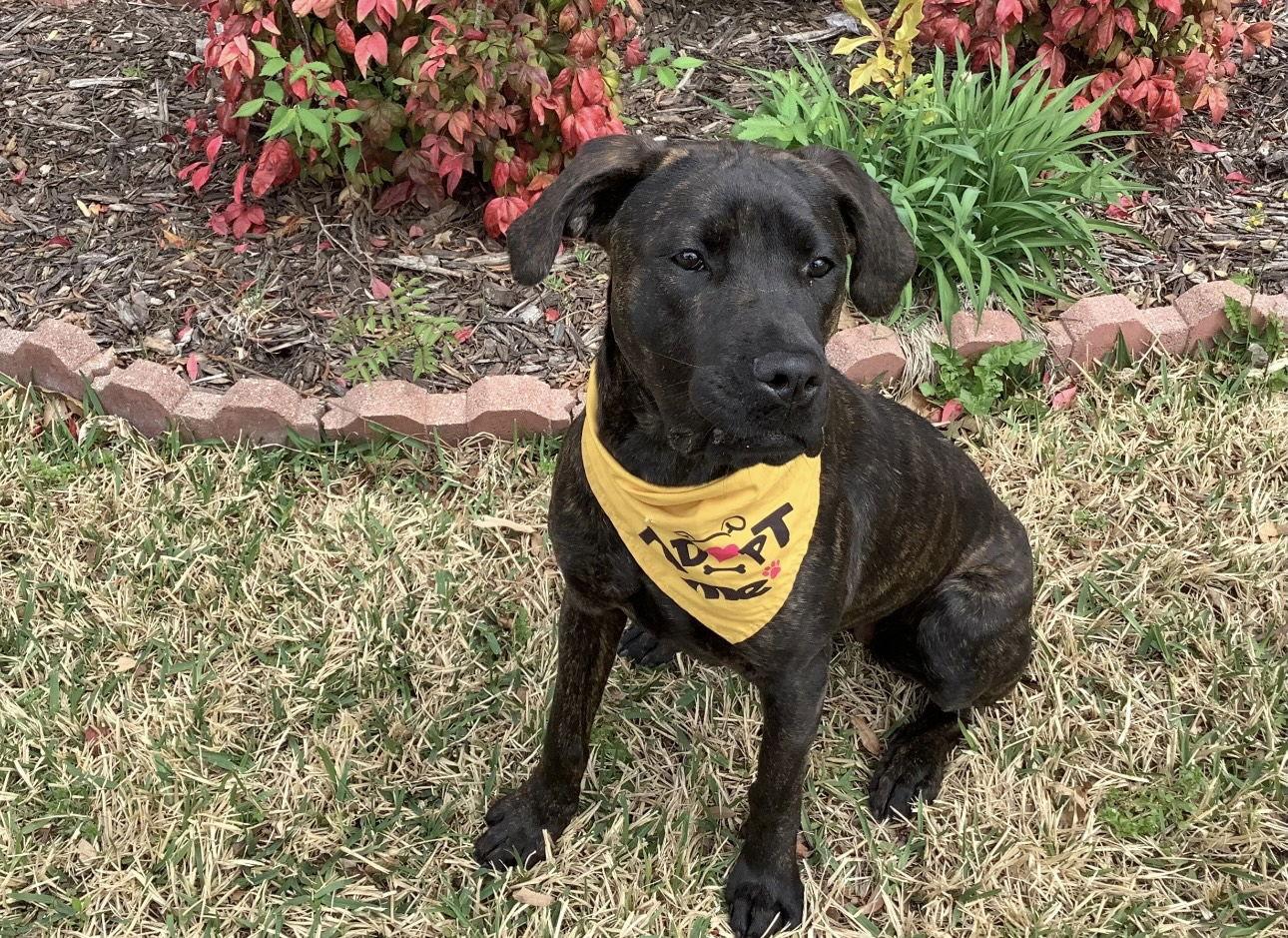 Phoenix, a Adoptable Cane Corso in Euless, TX image 2/3