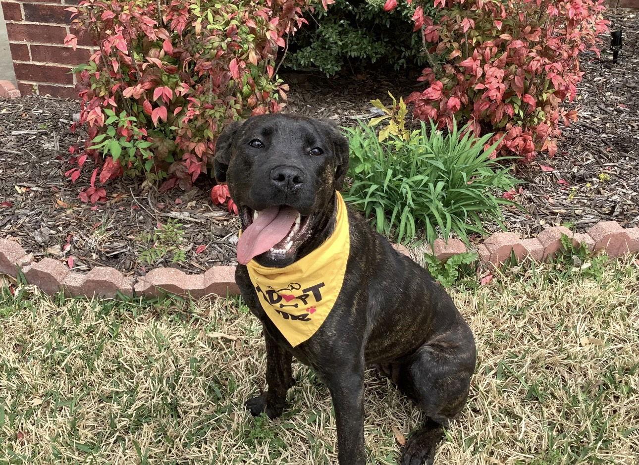 Phoenix, a Adoptable Cane Corso in Euless, TX image 3/3