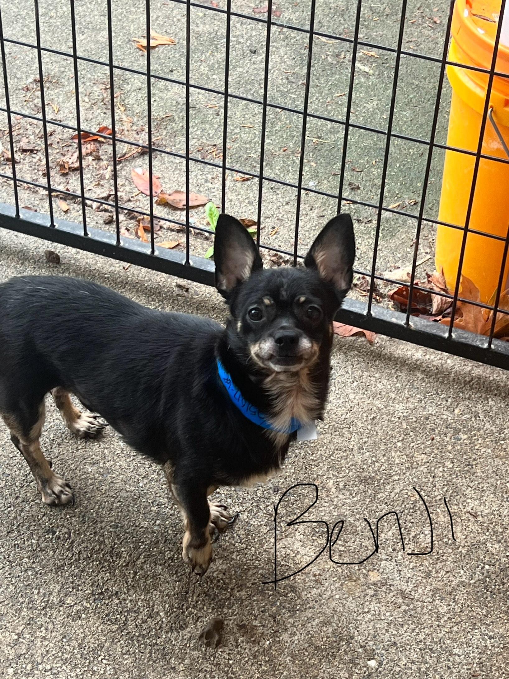 Benji