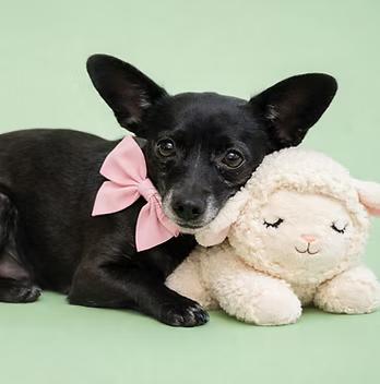 Nora, ADOPTABLE, Adult Female Chihuahua & Dachshund.