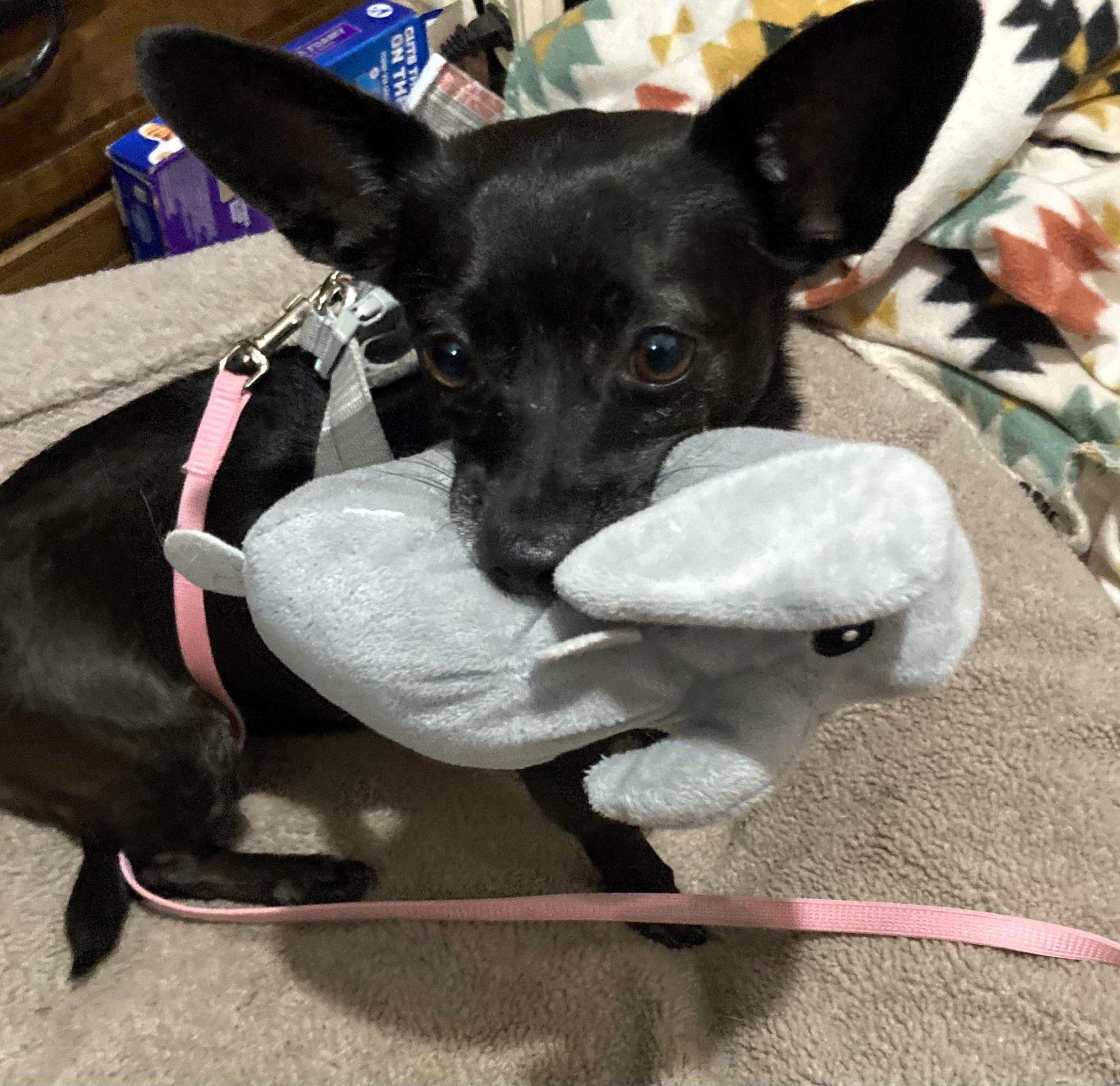 Enlarge Nora, a ADOPTABLE mixed breed in Salt Lake City, UT image 2/6