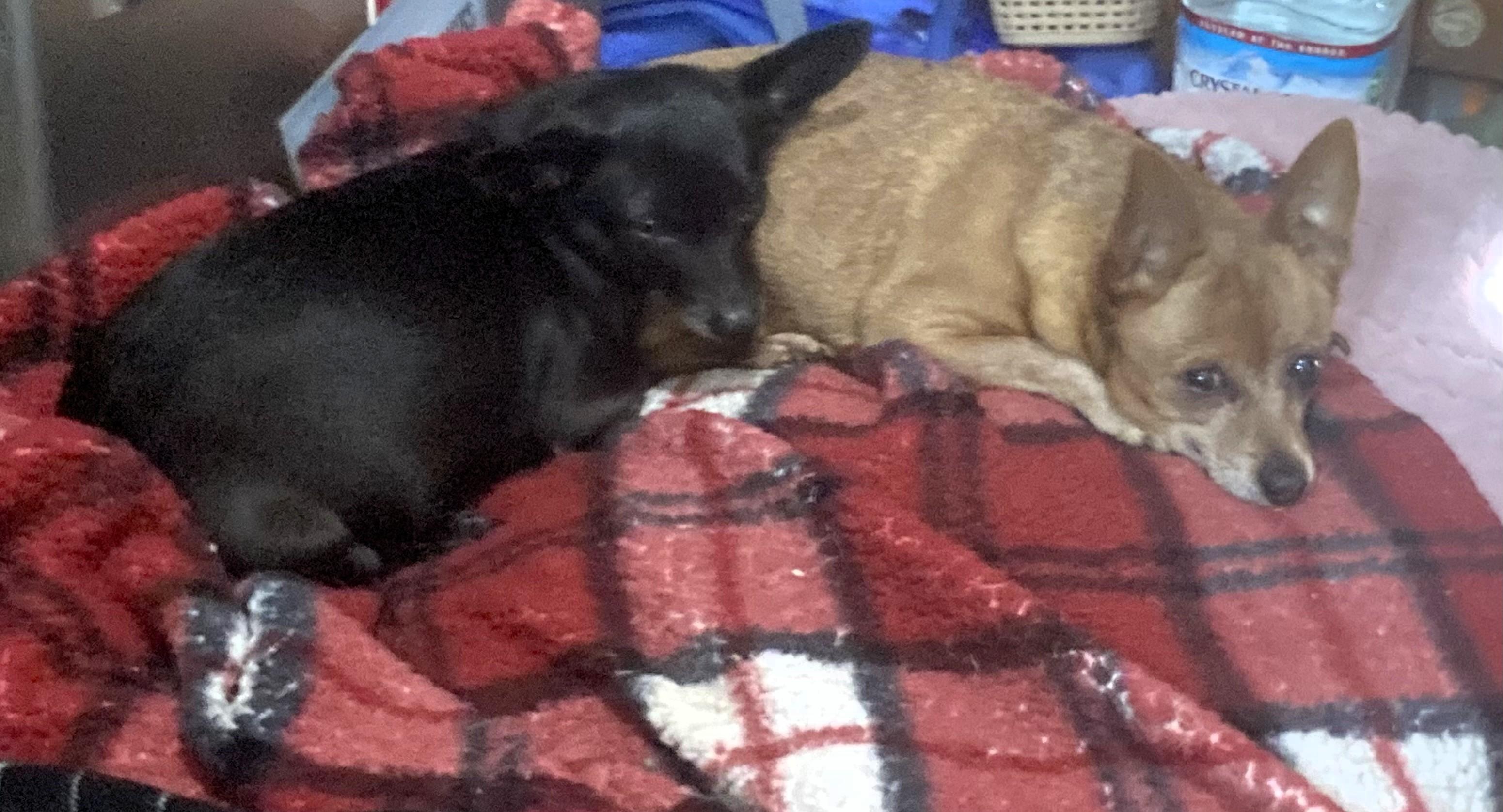 Enlarge Nora, a ADOPTABLE mixed breed in Salt Lake City, UT image 5/6