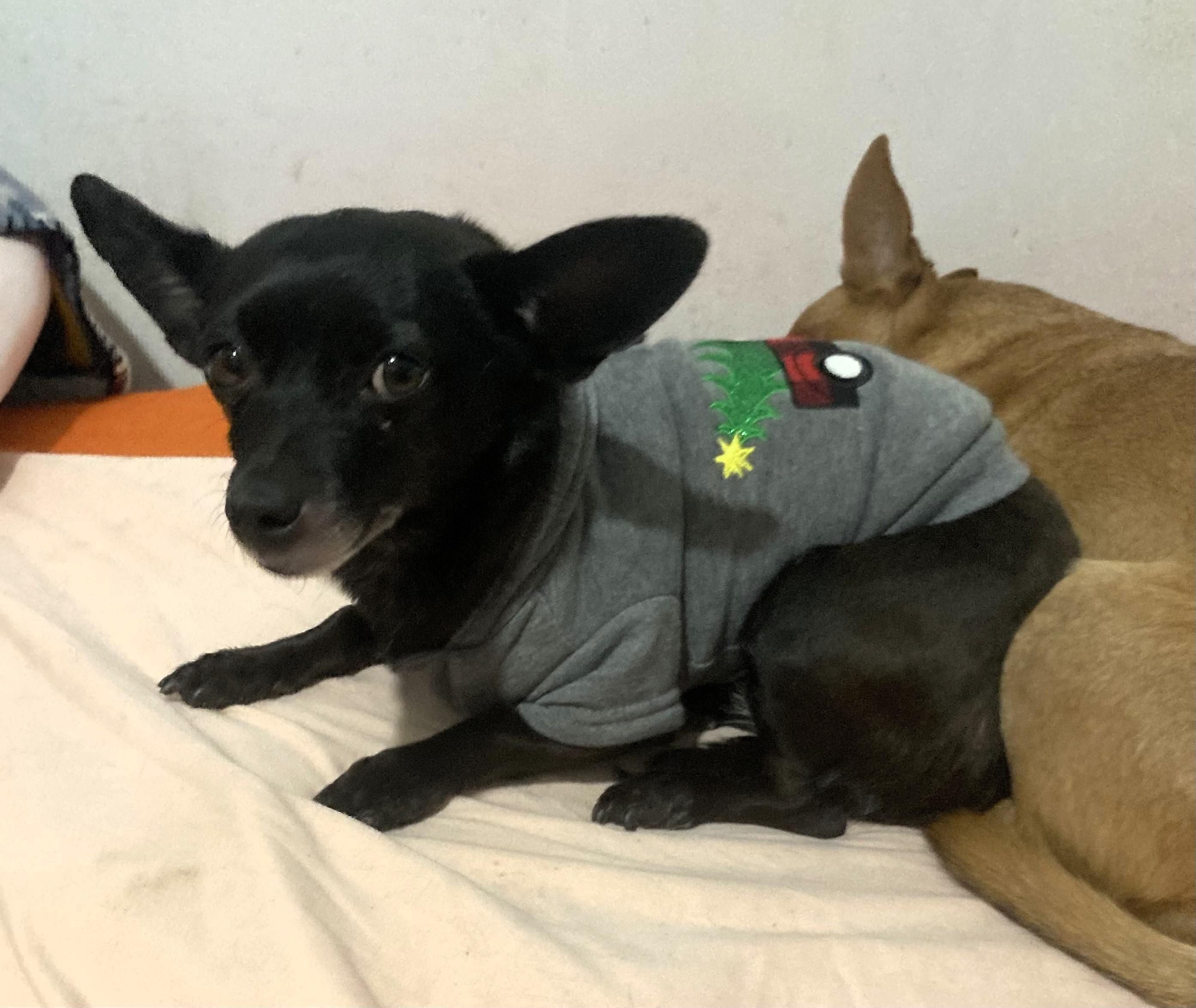 Enlarge Nora, a ADOPTABLE mixed breed in Salt Lake City, UT image 6/6