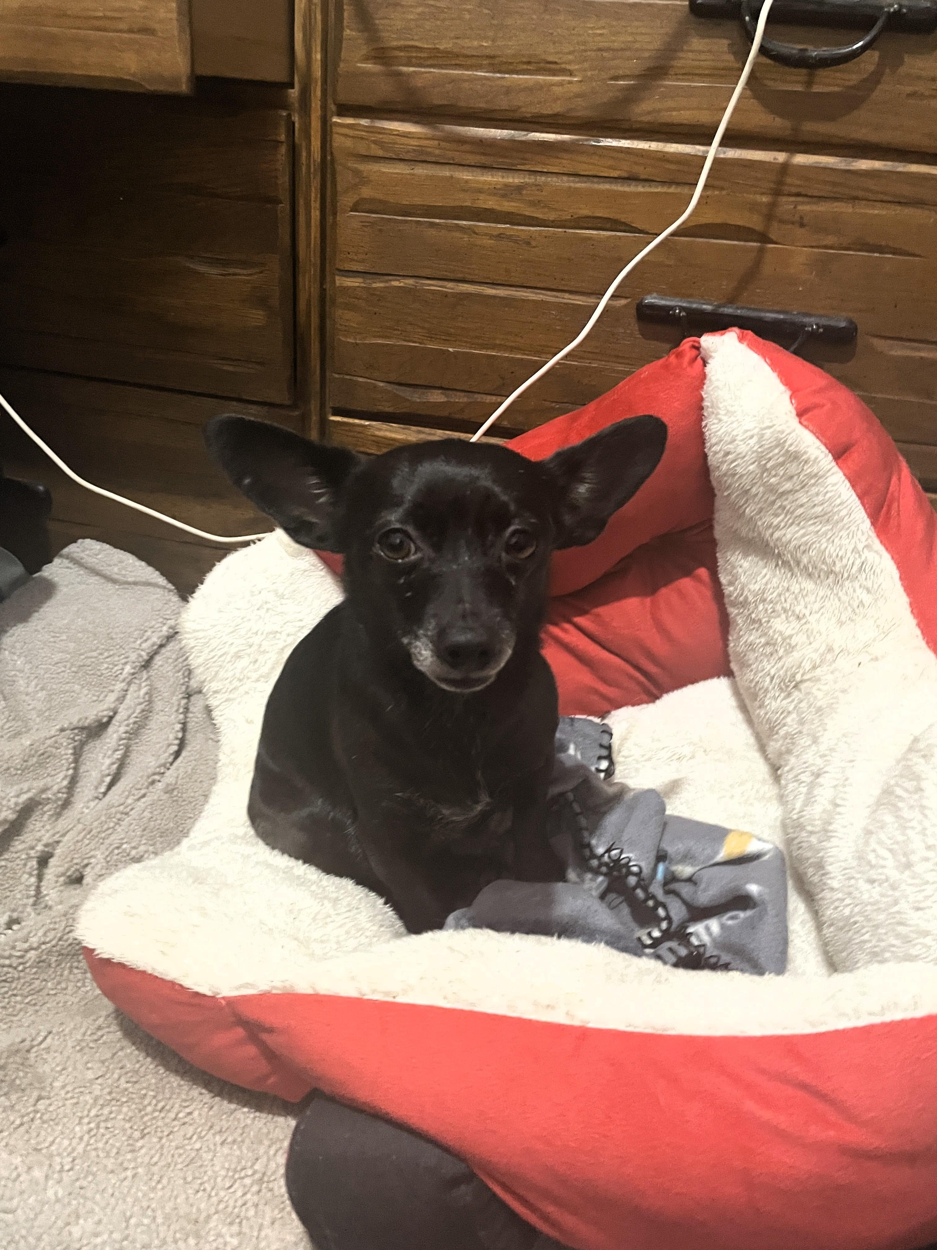 Enlarge Nora, a ADOPTABLE mixed breed in Salt Lake City, UT image 3/6