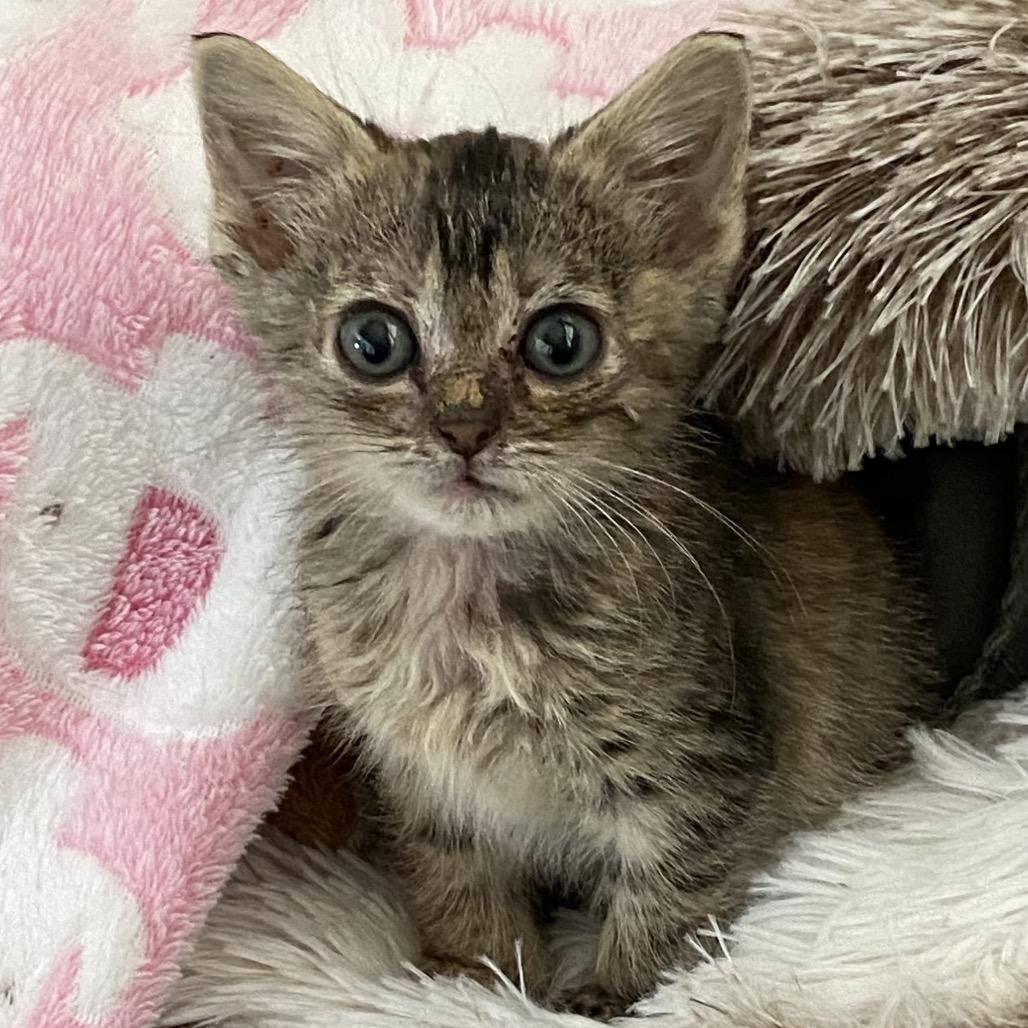 Enlarge Spirit, a Adoptable Domestic Short Hair in Greensboro, GA image 1/2