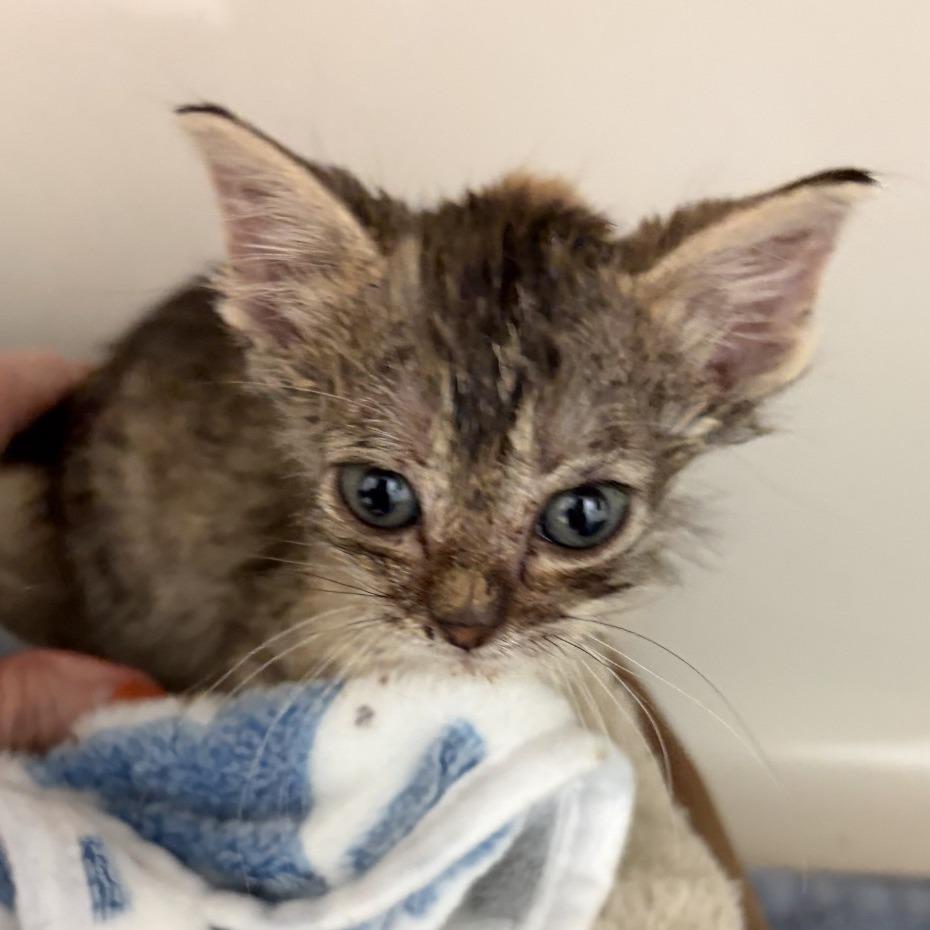 Enlarge Spirit, a Adoptable Domestic Short Hair in Greensboro, GA image 2/2