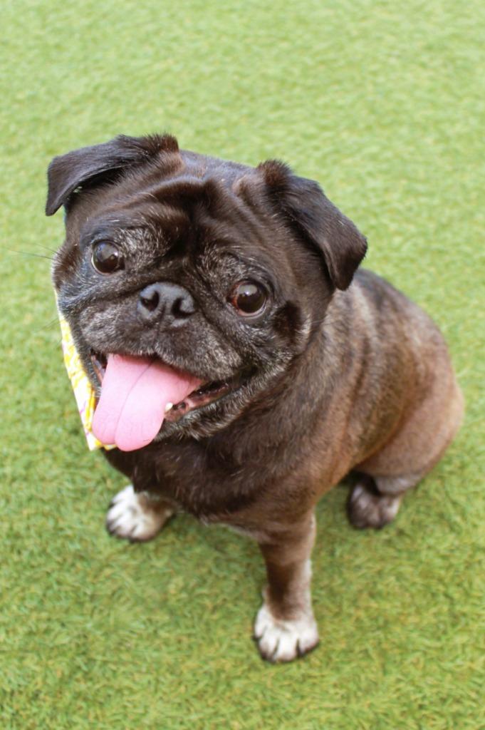 Enlarge Ipkiss, a Adoptable Pug in Gardena, CA image 1/5