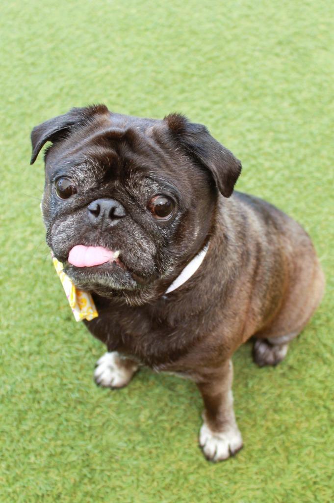 Enlarge Ipkiss, a Adoptable Pug in Gardena, CA image 2/5