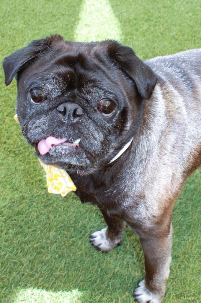 Enlarge Ipkiss, a Adoptable Pug in Gardena, CA image 3/5