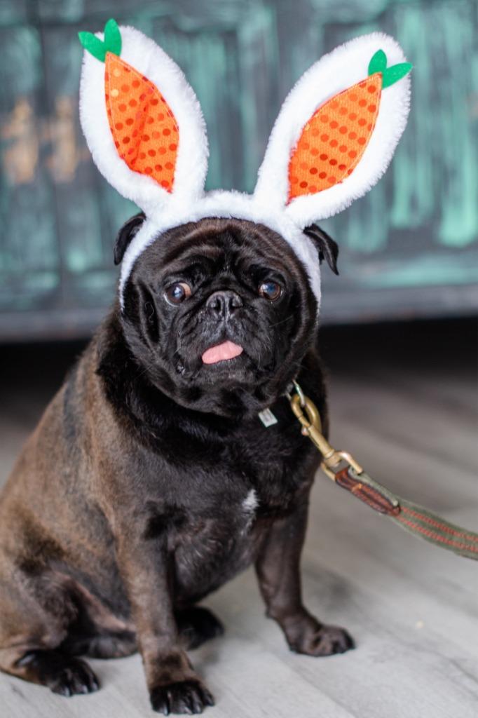 Enlarge Ipkiss, a Adoptable Pug in Gardena, CA image 4/5