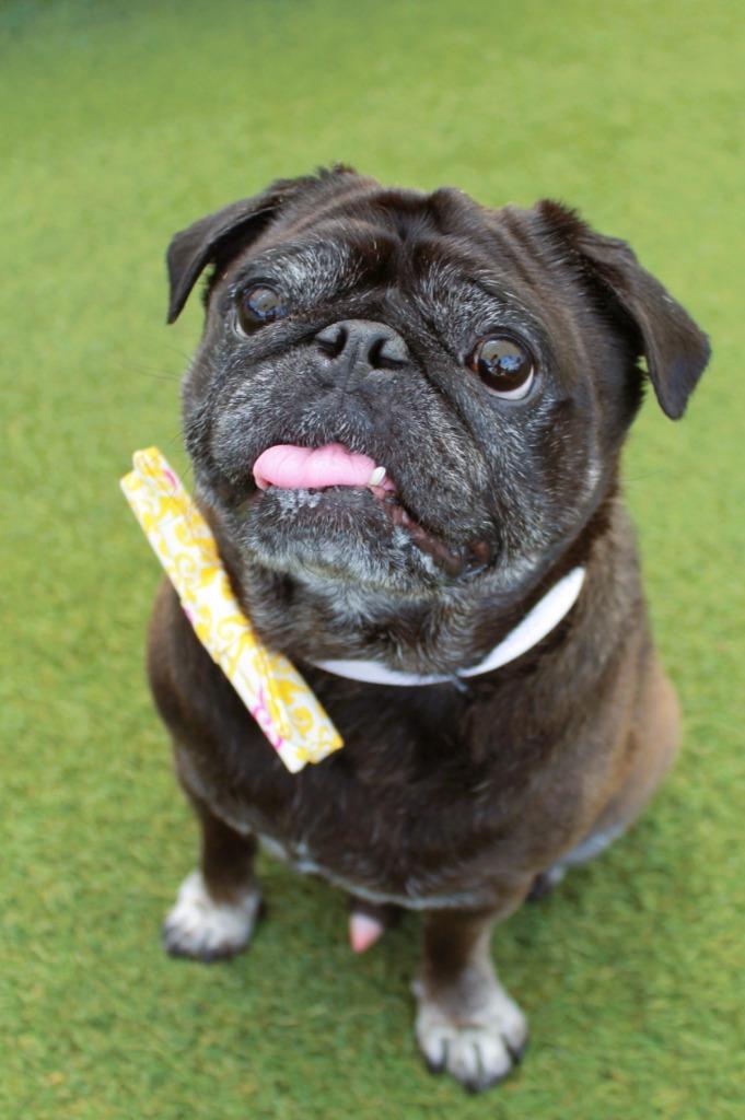 Enlarge Ipkiss, a Adoptable Pug in Gardena, CA image 5/5