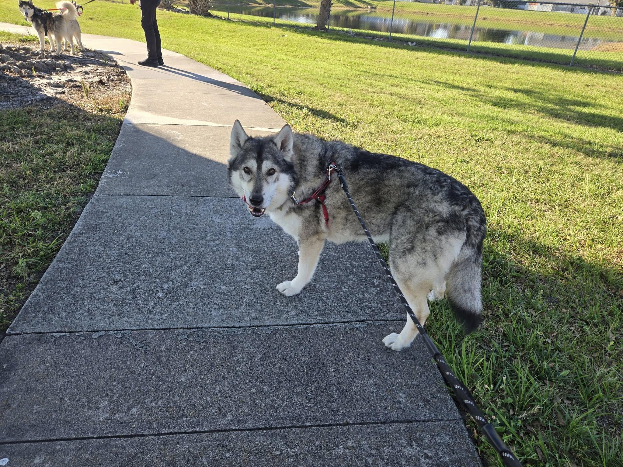 Stella Luna