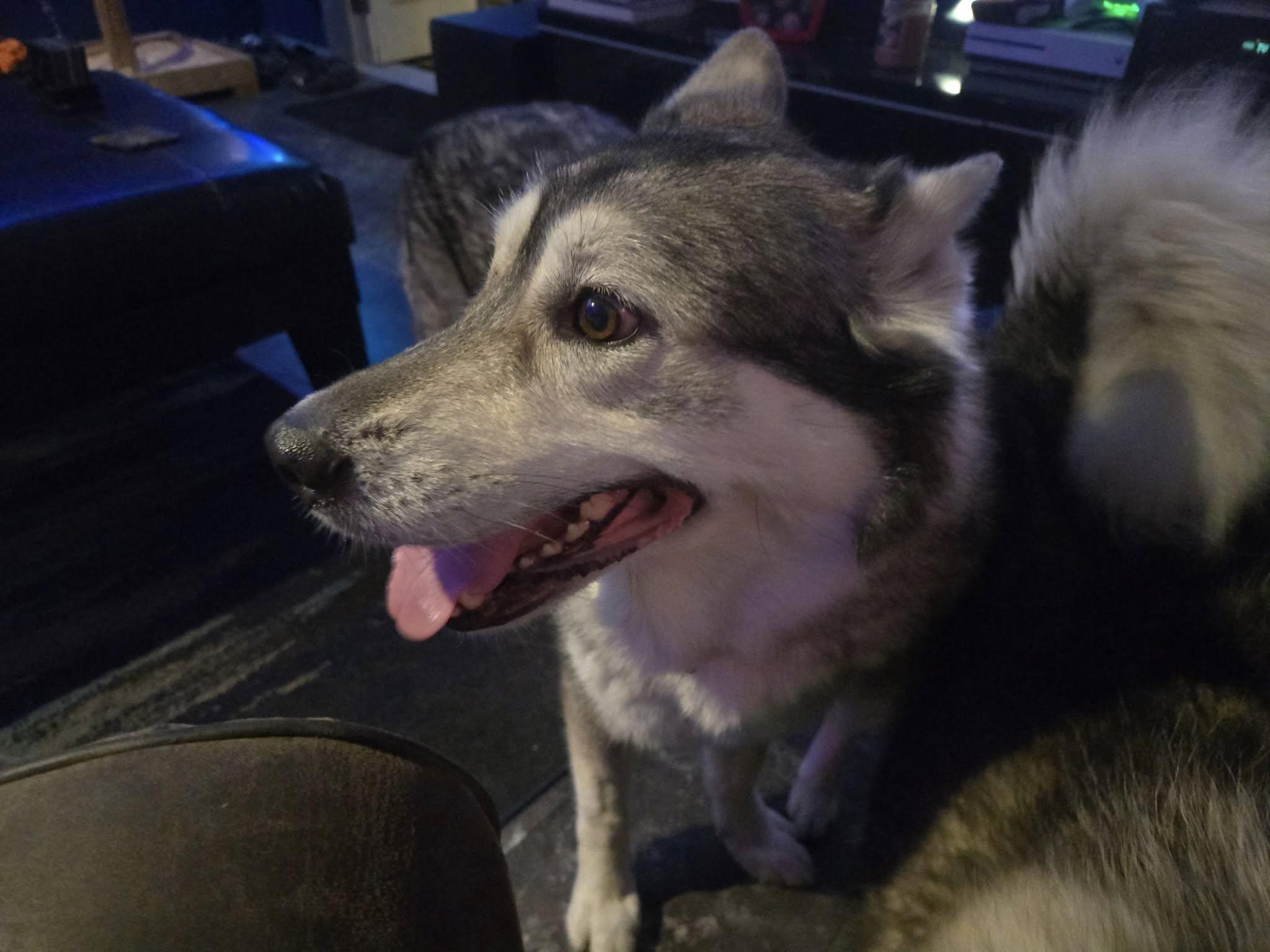 Stella Luna